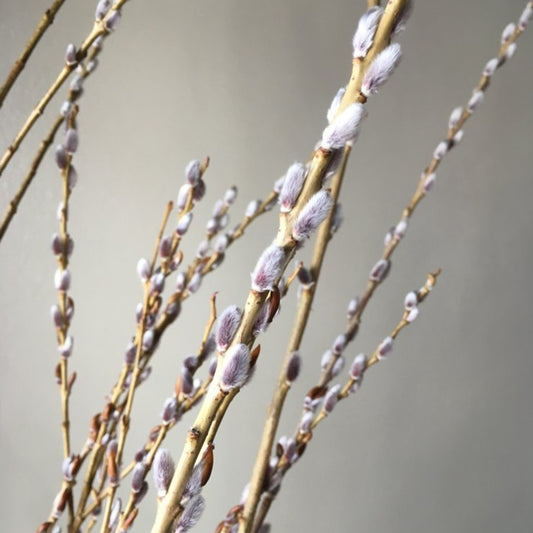 PRAIRIE WILLOW