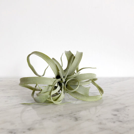 Faux 8" Tillabdsia Air Plant