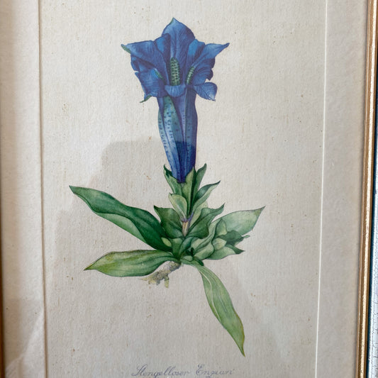 Vintage Framed Mountain Flower Print