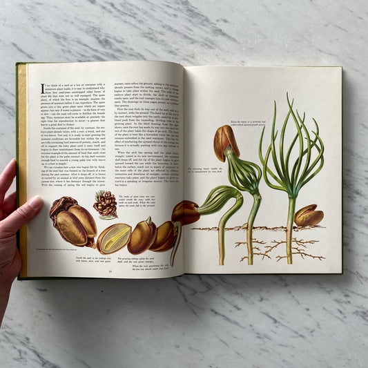 Book: The Secret Life of The Forest (1970)