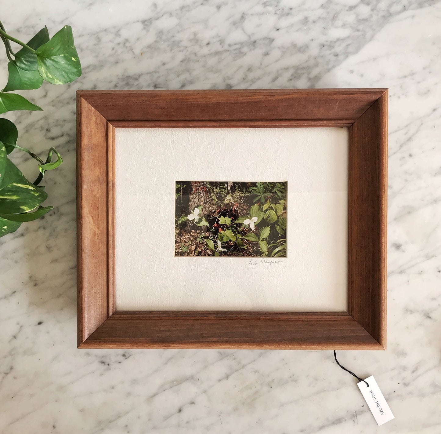 Framed Woodland Photograph