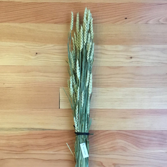 Dried Floral : Triticum Grass