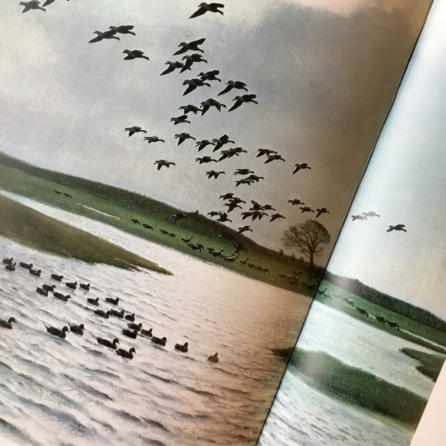Book: Peter Scott: Observations of Wildlife