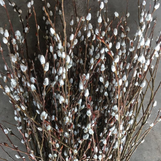 PUSSYWILLOW Bundle