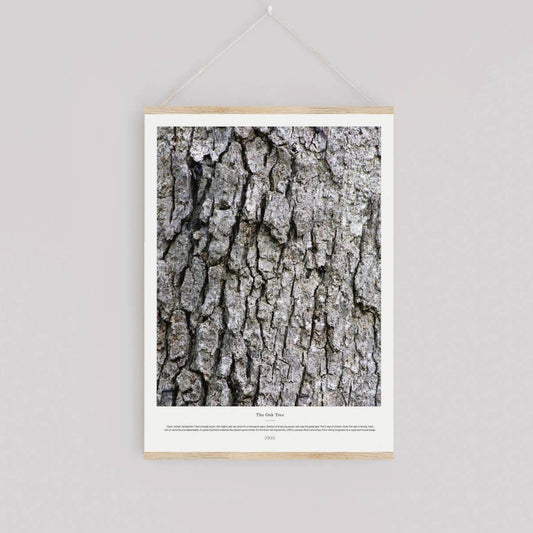 "The Oak Tree" Art Print (11.75 x 15.75")