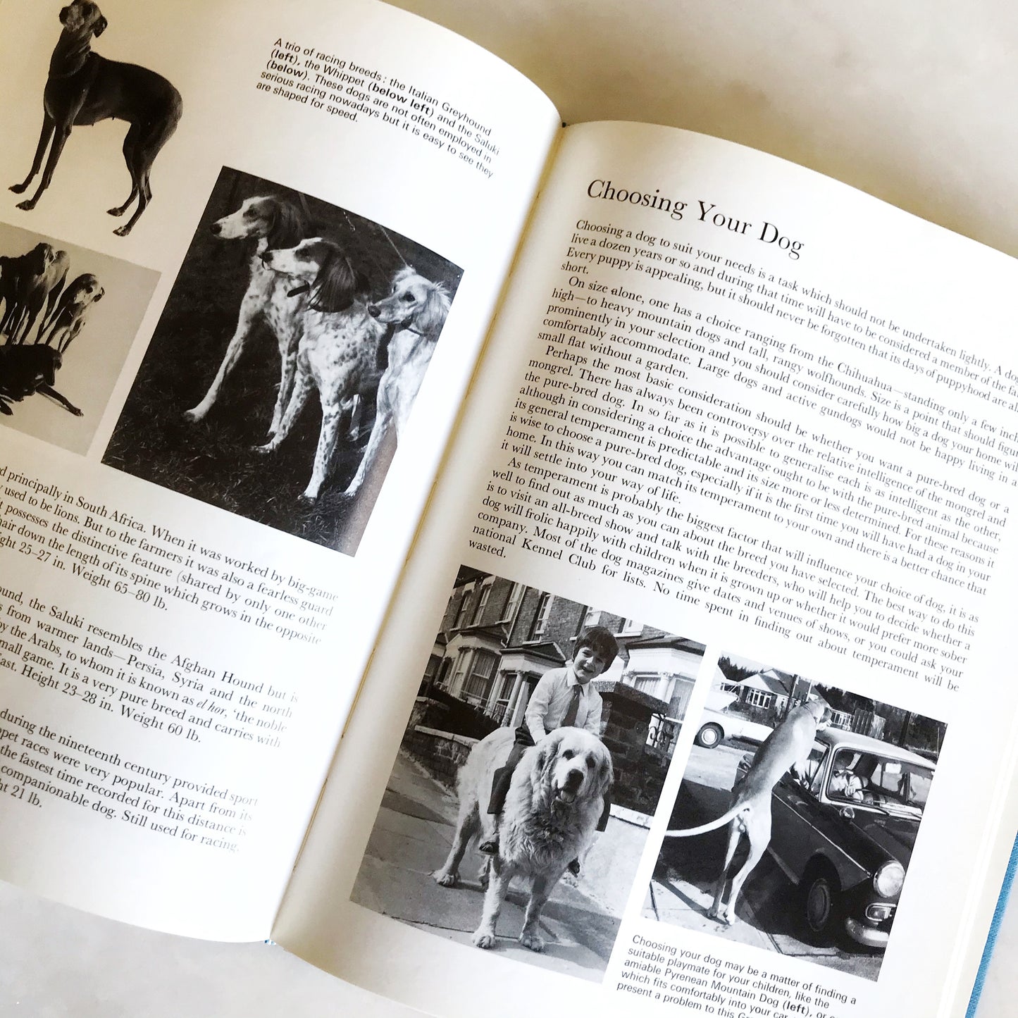 Book: The Beauty of Dogs
