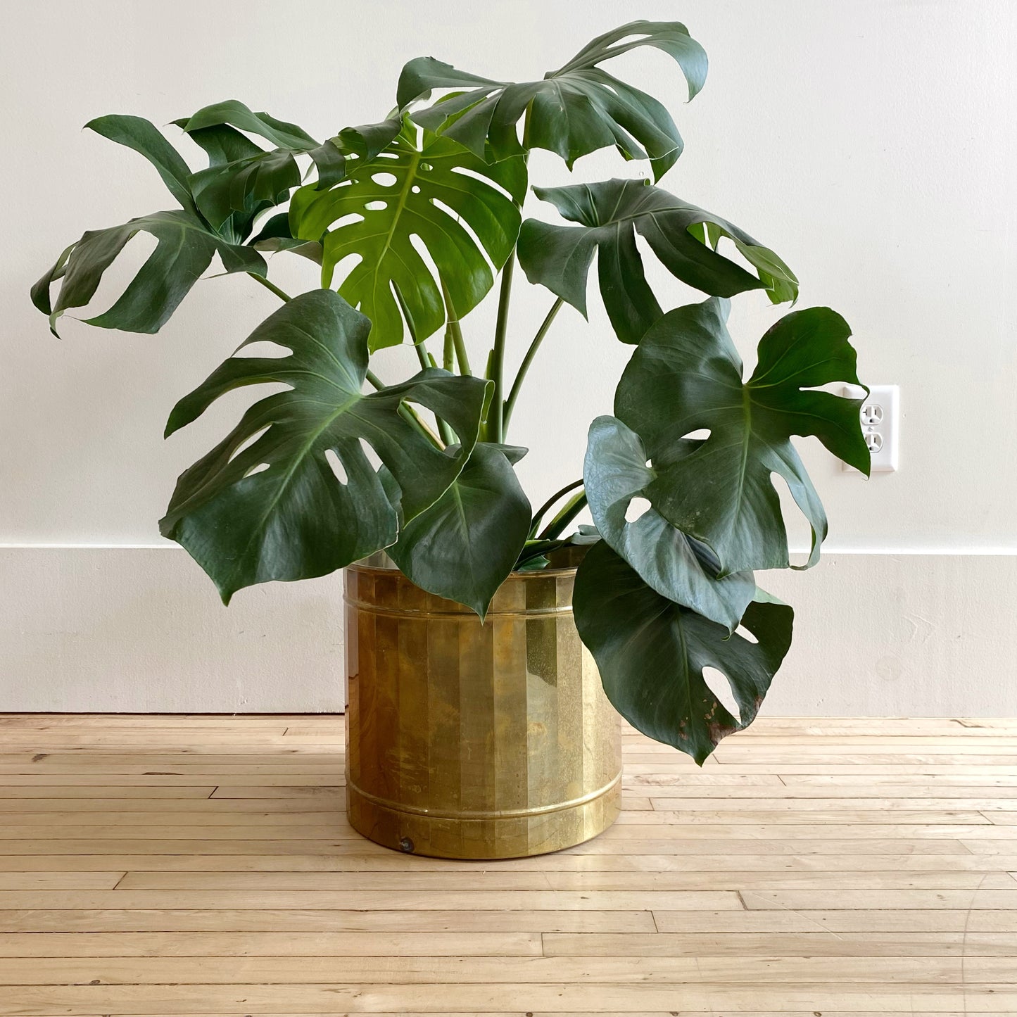 large brass indoor planter XXL Vintage Brass Planter – HAUS THEORY