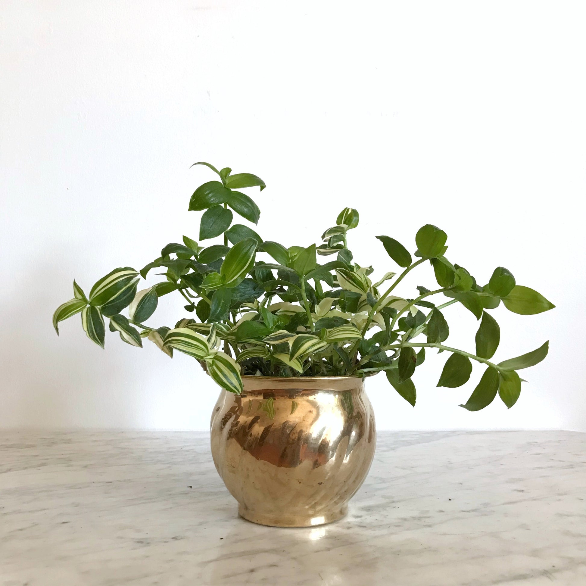 brass indoor planter Vintage Brass Planter with Swirled Pattern – HAUS THEORY