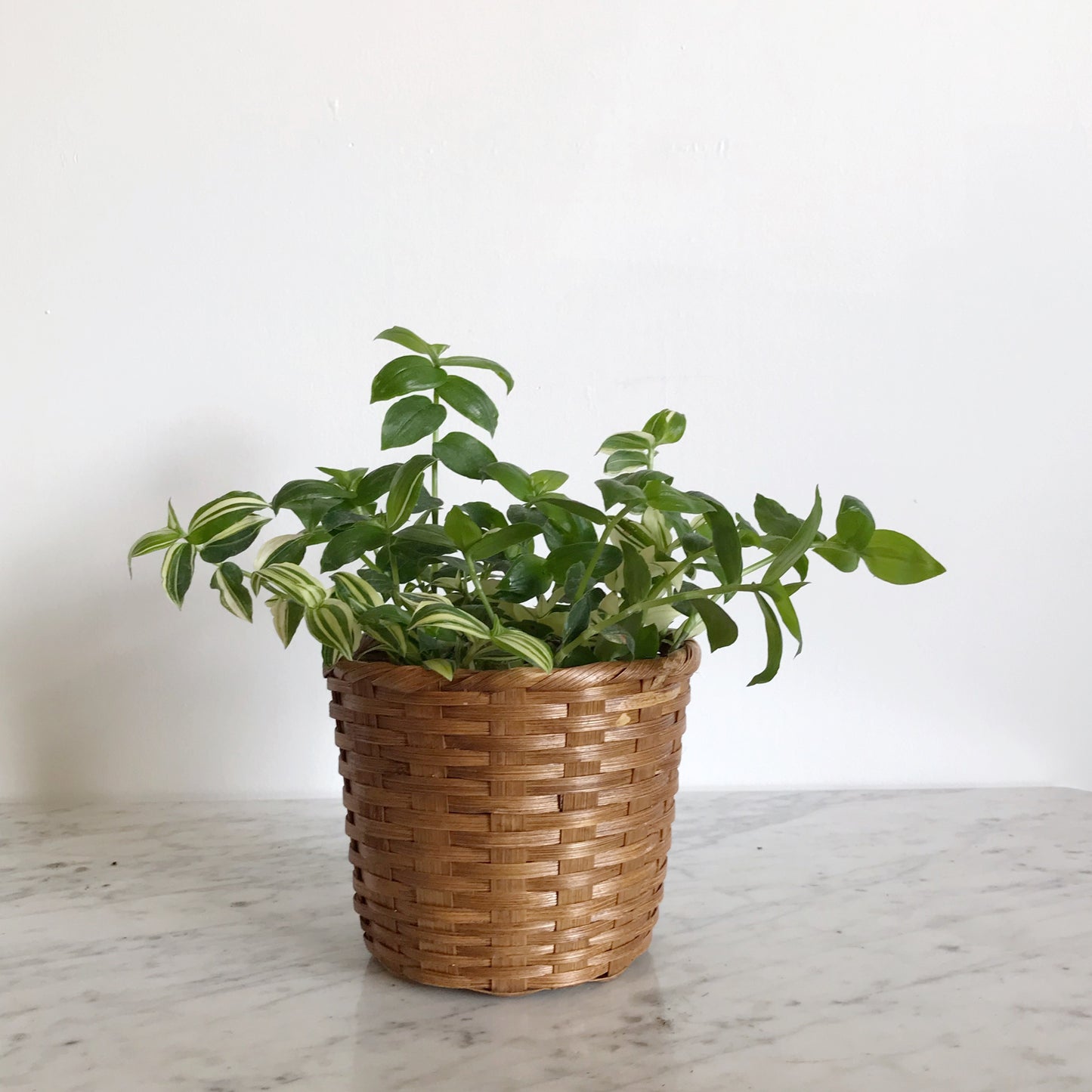 Small Vintage Basket, Plant Sleeve