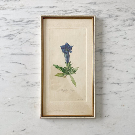 Vintage Framed Mountain Flower Print