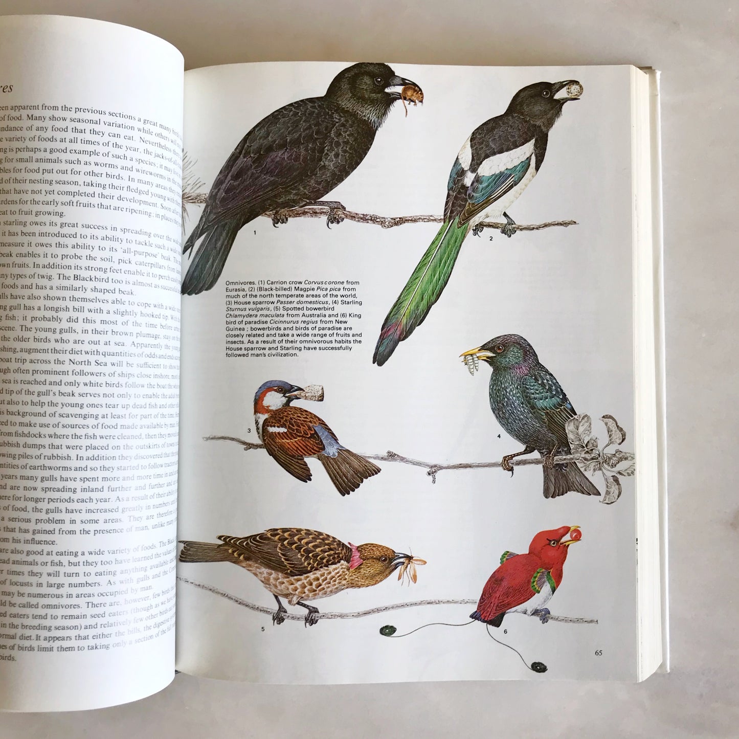 BIRDS: Their Life, Their Ways, Their World