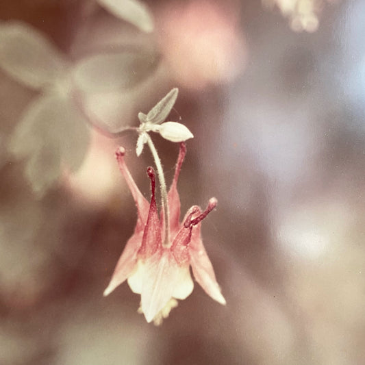 Vintage Framed Red Columbine Photo