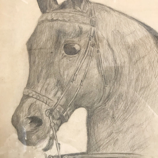 Vintage Original Pencil Drawing, Horse Portrait