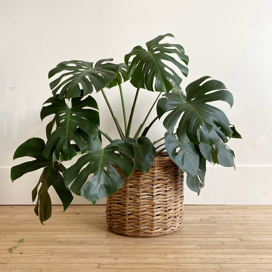 Large Found Vintage Natural Woven Basket