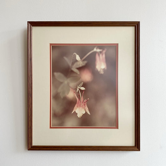 Vintage Framed Red Columbine Photo