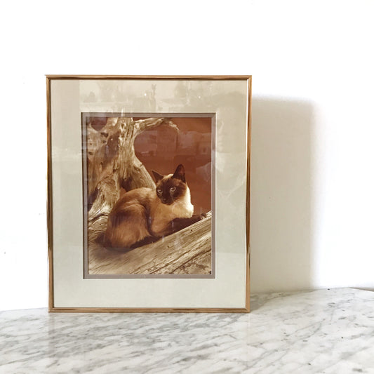 Vintage Sassy Cat Photograph, Circa 1979