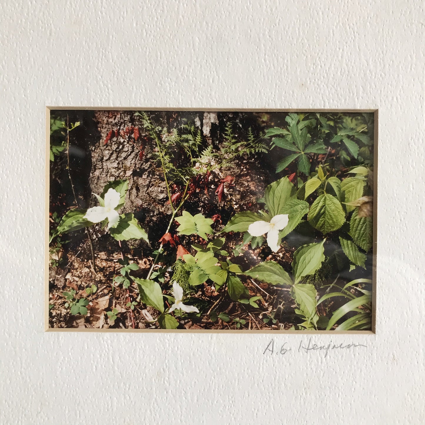 Framed Woodland Photograph