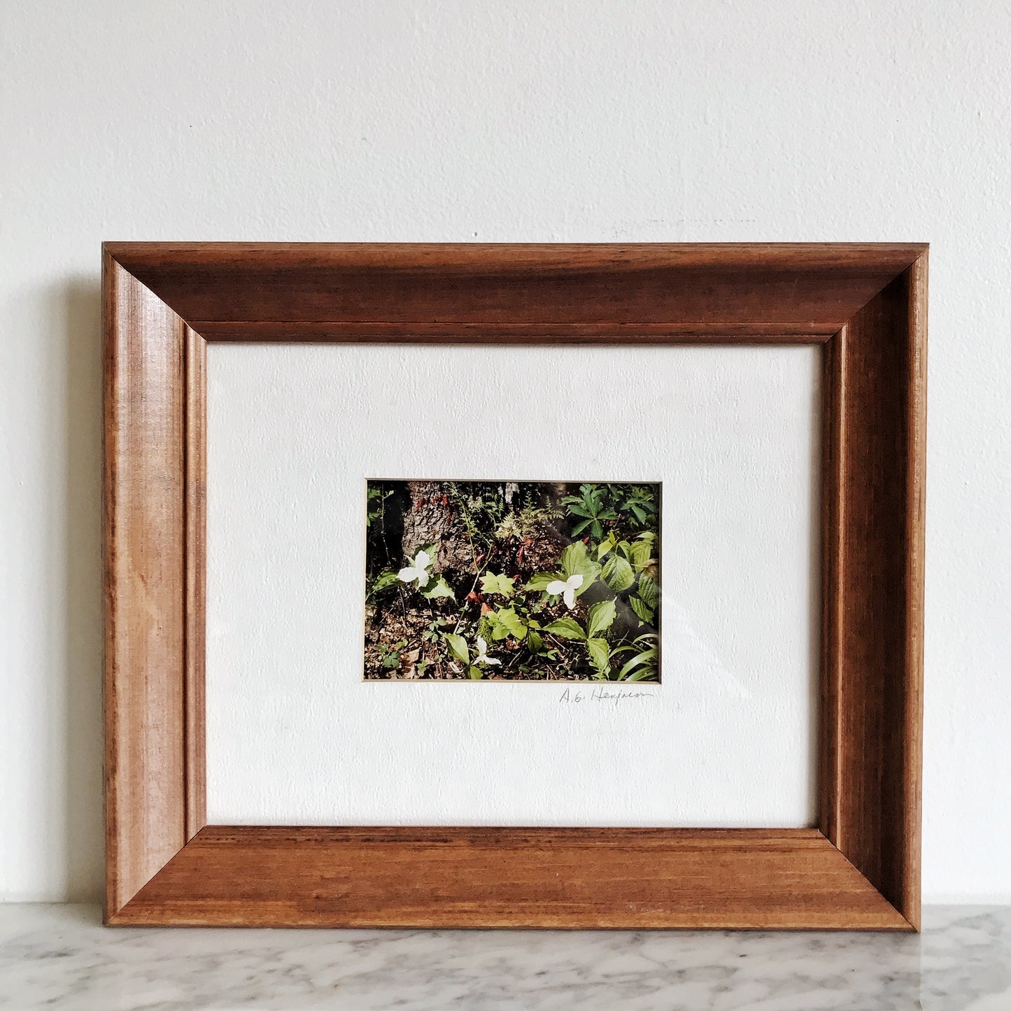Framed Woodland Photograph