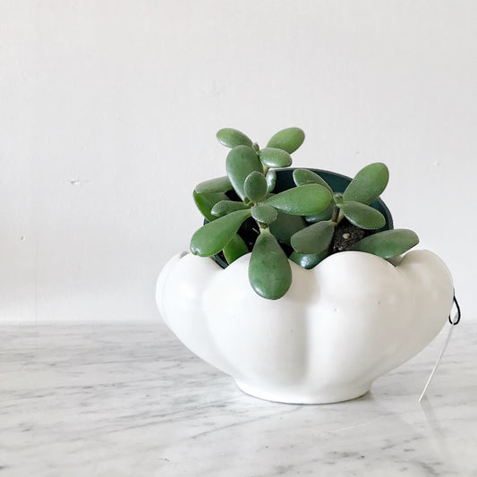 Vintage Scalloped Ceramic Planter