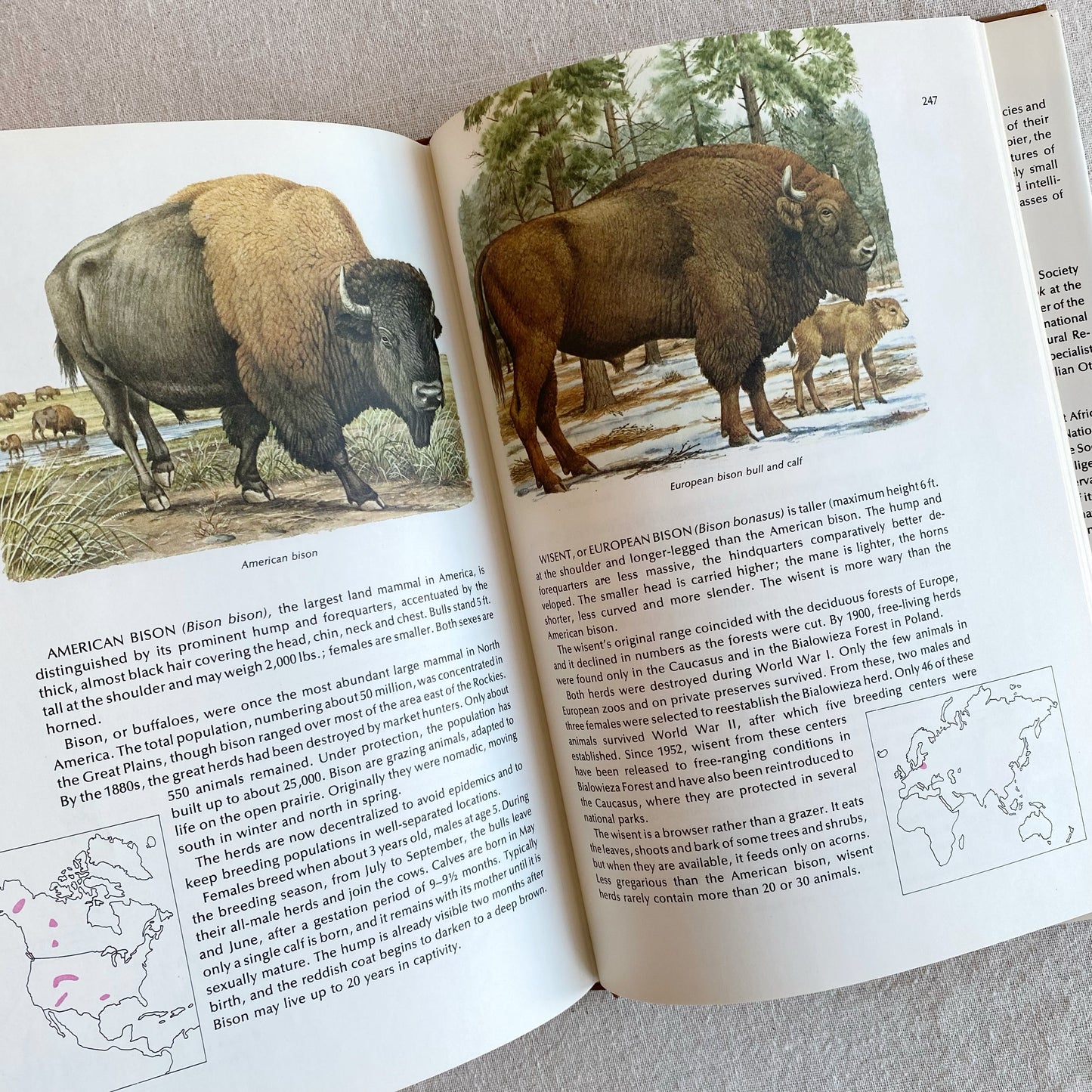 Book: World Guide to Mammals, 1976