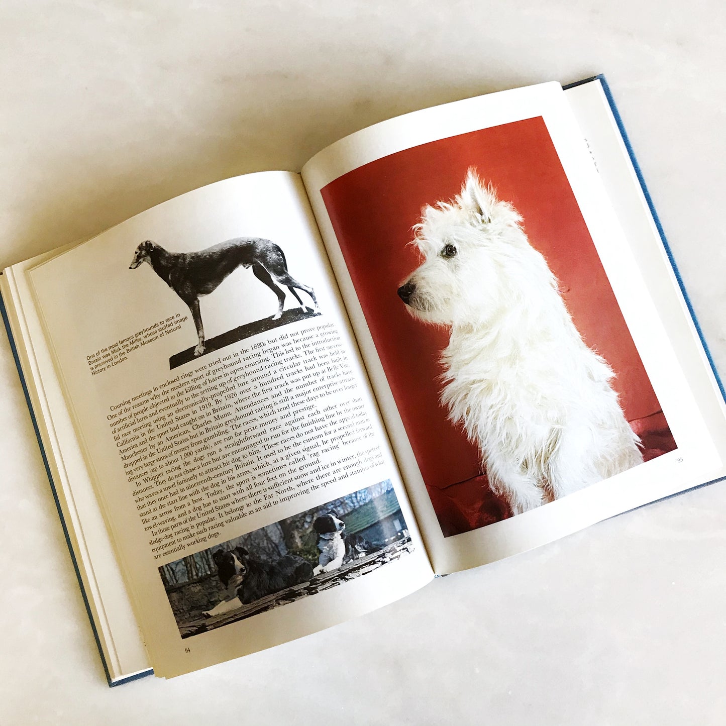 Book: The Beauty of Dogs