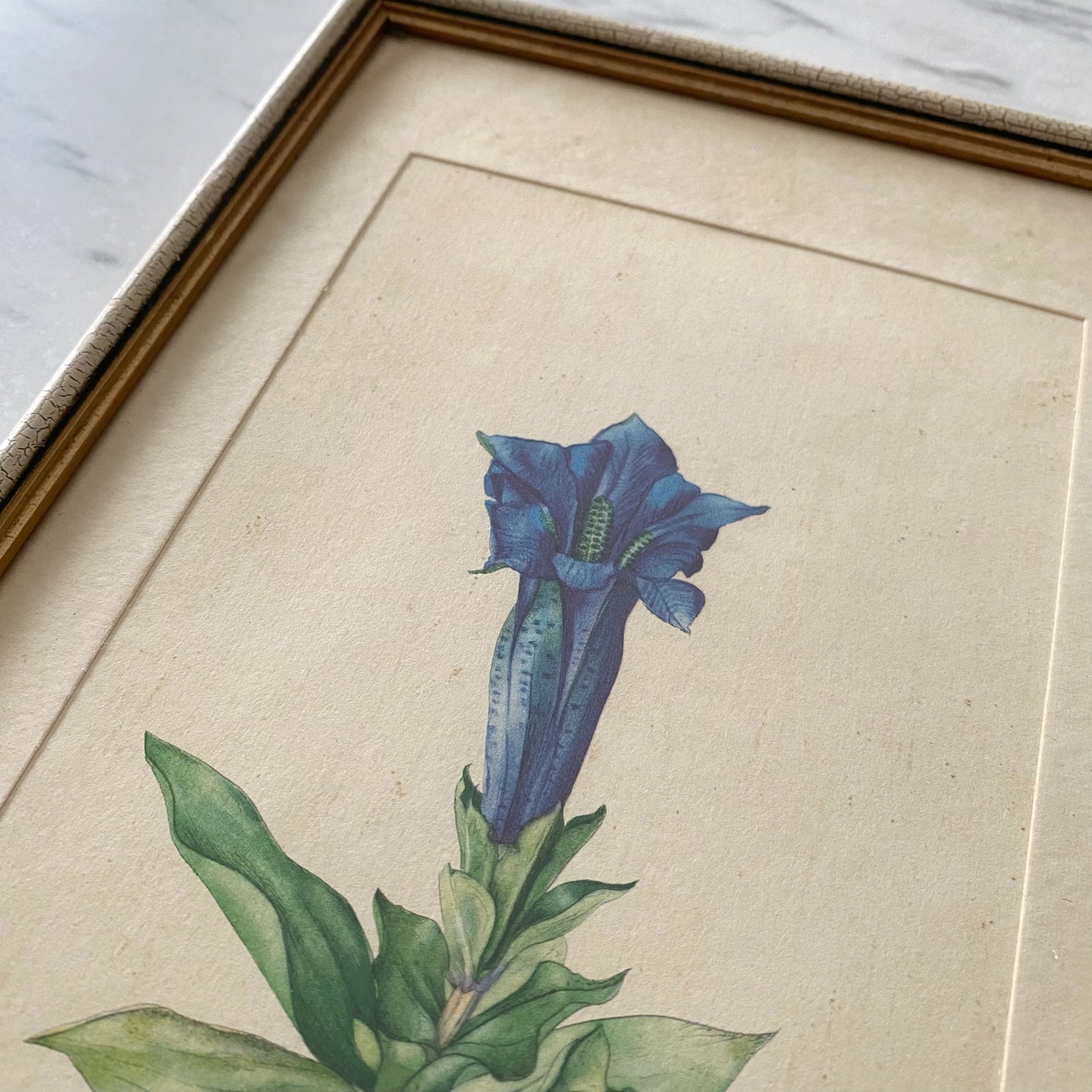 Vintage Framed Mountain Flower Print