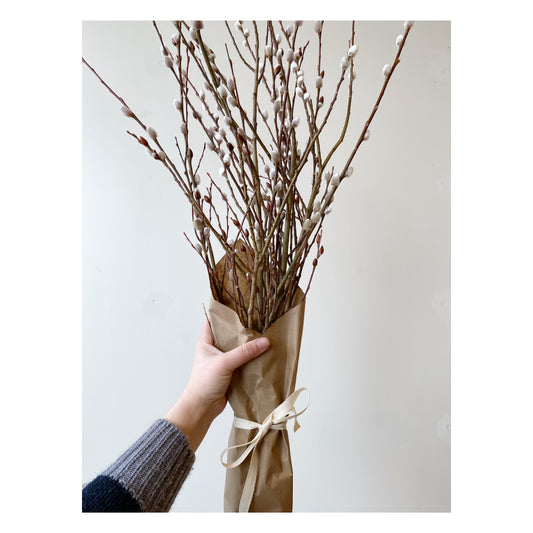 PUSSYWILLOW Bundle