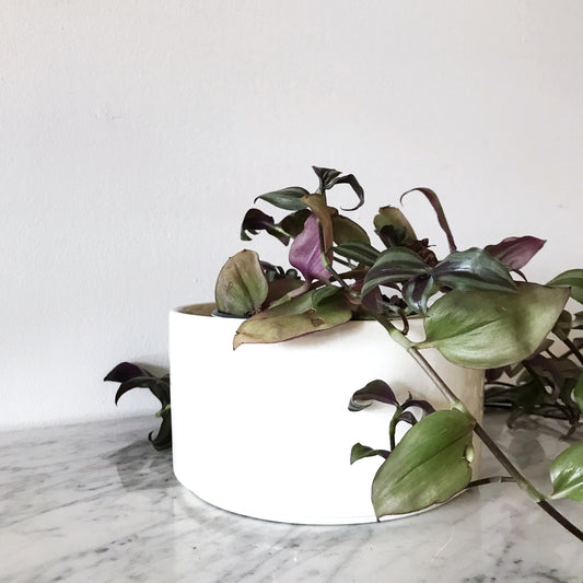 Vintage Minimal White Ceramic Planter